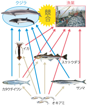 北西太平洋における競合の模式図