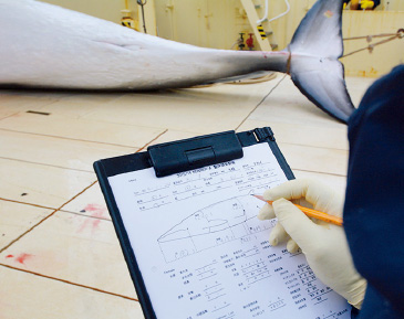 捕獲した鯨は1頭ずつ詳細なデータを記録していく。