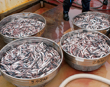 捕獲した鯨の胃の内容物等から、鯨の食性や摂餌量を調べる摂餌生態の調査。