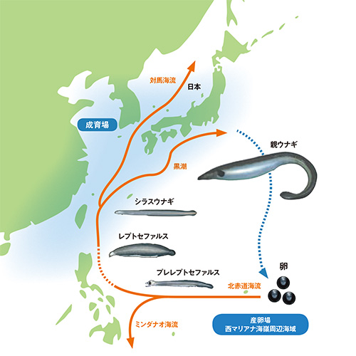 ニホンウナギの生態