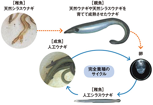 完全養殖のサイクル