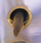 水産総合研究センターで平成14年に誕生した人工ふ化ウナギ。完全養殖は平成22年に成功し、技術を確立。