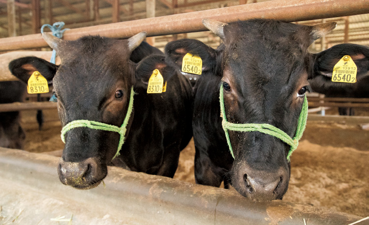 来年の全共へ向け、肥育されている優良牛たち。