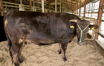約300キログラムの牛を20カ月かけ、850キログラム前後まで育て上げる。