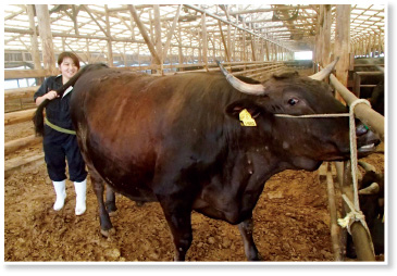 牛のお尻から検診中。肥育牛への直腸検査。