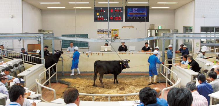 全農茨城県本部家畜市場で6月14日に開催された子牛のセリの様子。