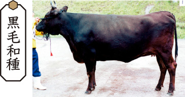 黒毛和種