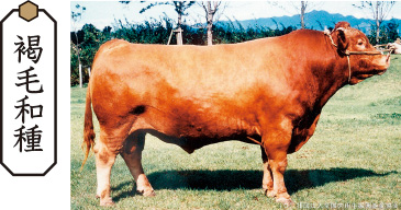 褐毛和種