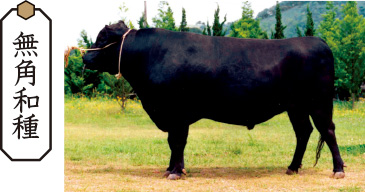 無角和種