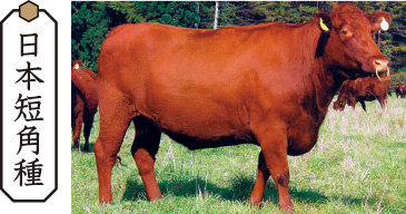 日本短角種