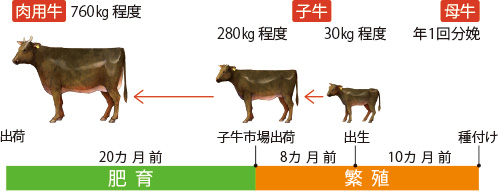 和牛の繁殖と肥育