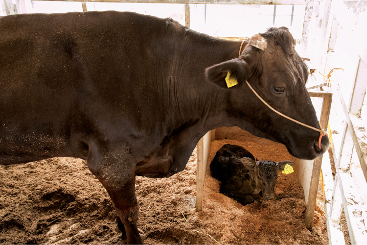 生後間もない子牛は、分娩舎の牛房の隅に設置された専用の小屋で過ごす。