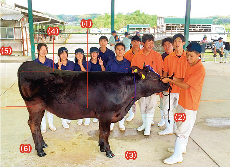 県畜産共進会に挑戦!