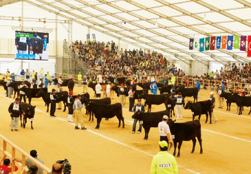 全国和牛能力共進会・種牛審査の様子。