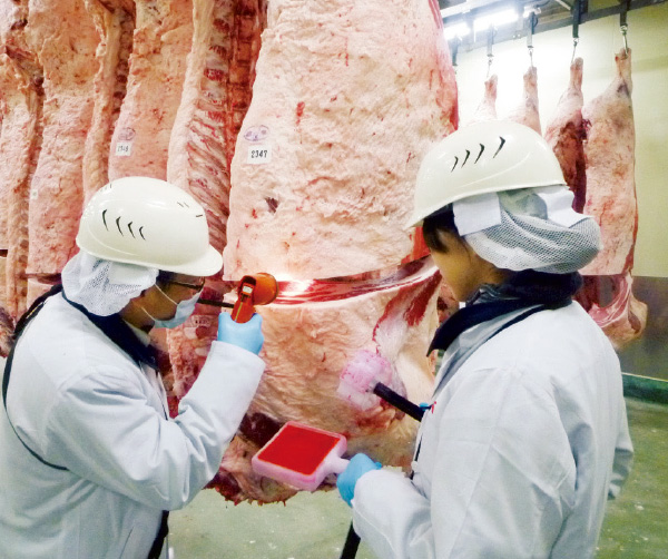 格付は、公益社団法人日本食肉格付協会が全国の食肉卸売市場や産地食肉センターなどで実施している。