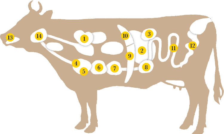 牛内臓の部位図鑑