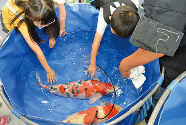 錦鯉の歴史をはじめ、生産風景などのパネルを展示。本物の錦鯉に触れる体験も。