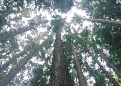 広島県庄原（しょうばら）市のコウヨウザン林。成長が早く、すくすくと育つ。