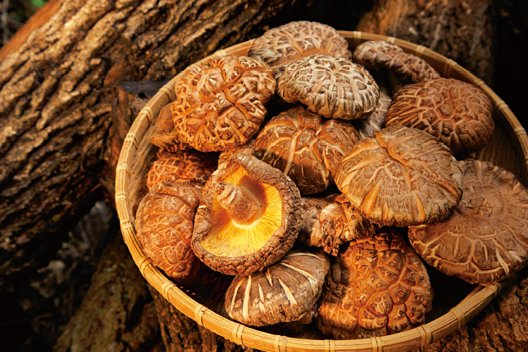 冬に育成した風味や食感の優れたしいたけを原料とする「冬菇(どんこ)」。良質な乾しいたけは肉厚でカサの裏が鮮やかなやまぶき色。