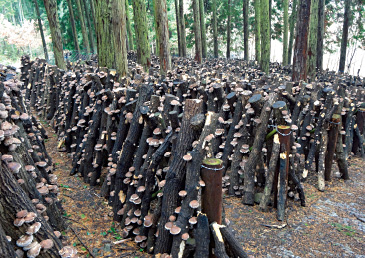 冬場、自然な環境の中で時間をかけ、じっくりと育てたものを乾しいたけの材料とする。