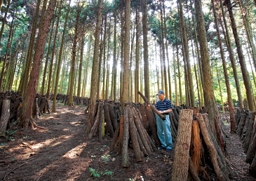 適度に日差しが入るように調整されたホダ場。