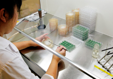 種菌センターでは品質向上を目指した研究が行われている。