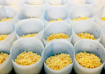 温度や湿度、光を調整しながら育成されるえのきたけ。