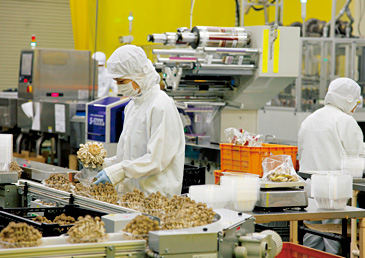 ぶなしめじも厳しく品質チェックがなされている。