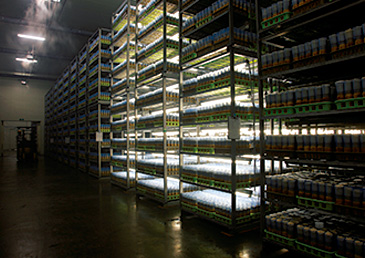 空調のきいた育成室の中、培地を詰めた専用の瓶で育つえのきたけ。