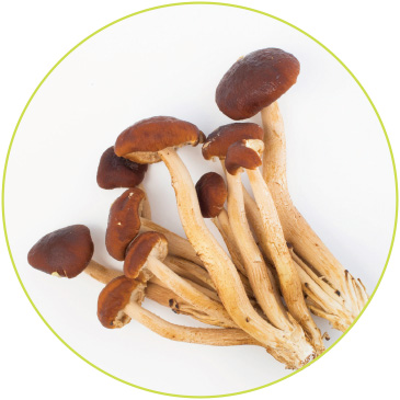 ヤナギマツタケ