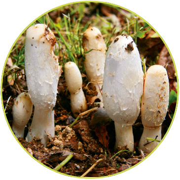 ササクレヒトヨタケ