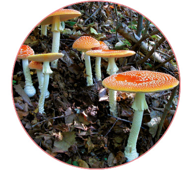 ベニテングタケ