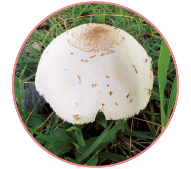 オオシロカラカサタケ