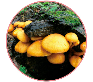 オオワライタケ