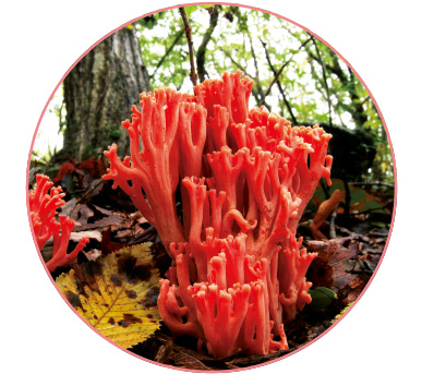 ハナホウキタケ