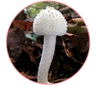 タマシロオニタケ