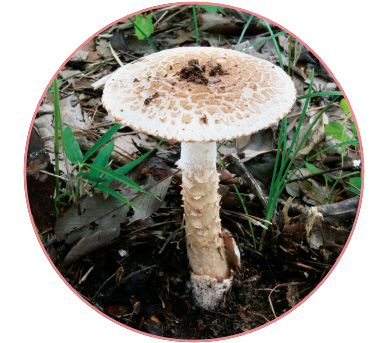 フクロツルタケ