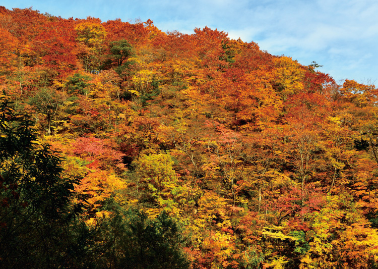 写真/秋の白神山地