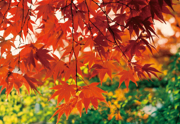 日本で最もよく見られるイロハモミジは、イロハカエデとも呼ばれる。