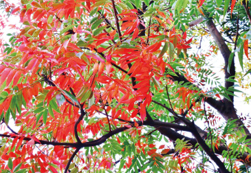 ウルシ科のハゼノキは、俳句では櫨紅葉(はぜもみじ)と秋の季語でもある。