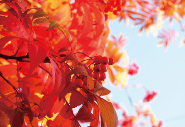 初夏に白い花を咲かせるナナカマドは、秋には球形の実をつけながら紅葉する。