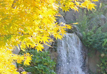 イタヤカエデは黄葉するカエデの代表。