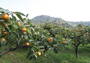 石巻山のふもとに広がる柿畑。石巻柿工房は原田農園の中にある。