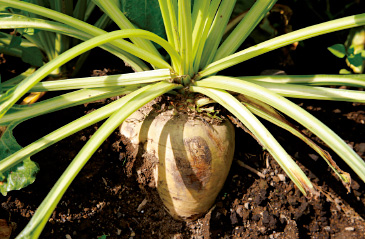 育ったてん菜の根は1キログラムほどに育つ。