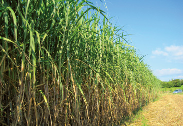 さとうきびの茎の高さは2~4メートルにもなる。
