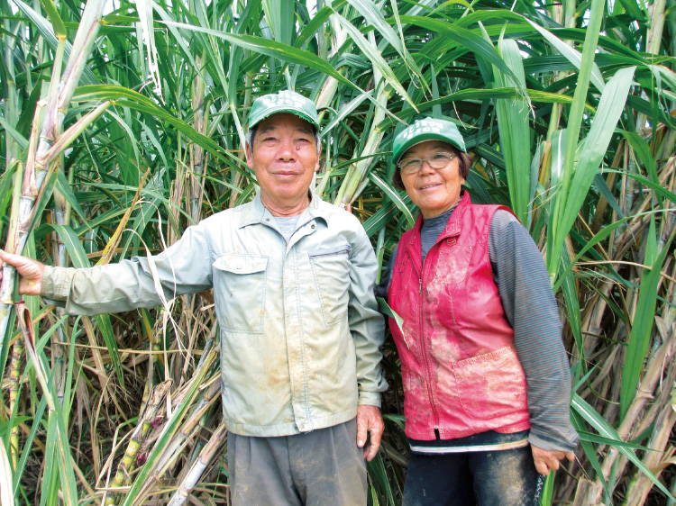 川満長英さんがおのでキビを倒し、奥さんが押し切りで2節苗に調整するなど、息の合った作業を行うご夫婦。