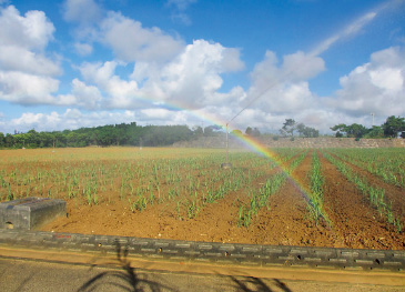地下ダムの水を活用して適宜かん水し生育を促している。