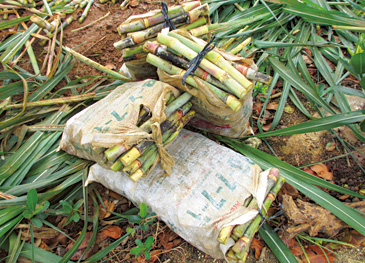 植え付け前のさとうきびの苗は、袋に入れ、石灰水に一昼夜浸す。