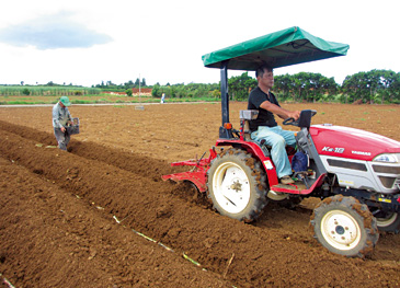 トラクターでつくった溝に苗を手植え。畑には風対策のための防風林を整備している。