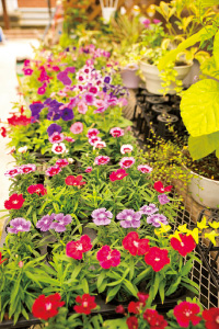 花苗は市場へ出荷するほか、直売所でも販売している。